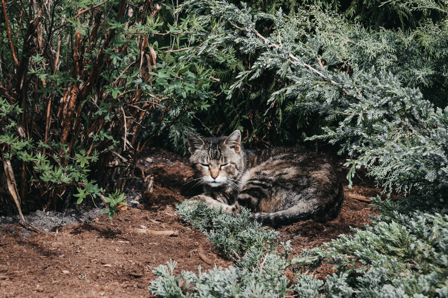 Sleeping Tabby Cat In Forest In Lithuania Wallpaper