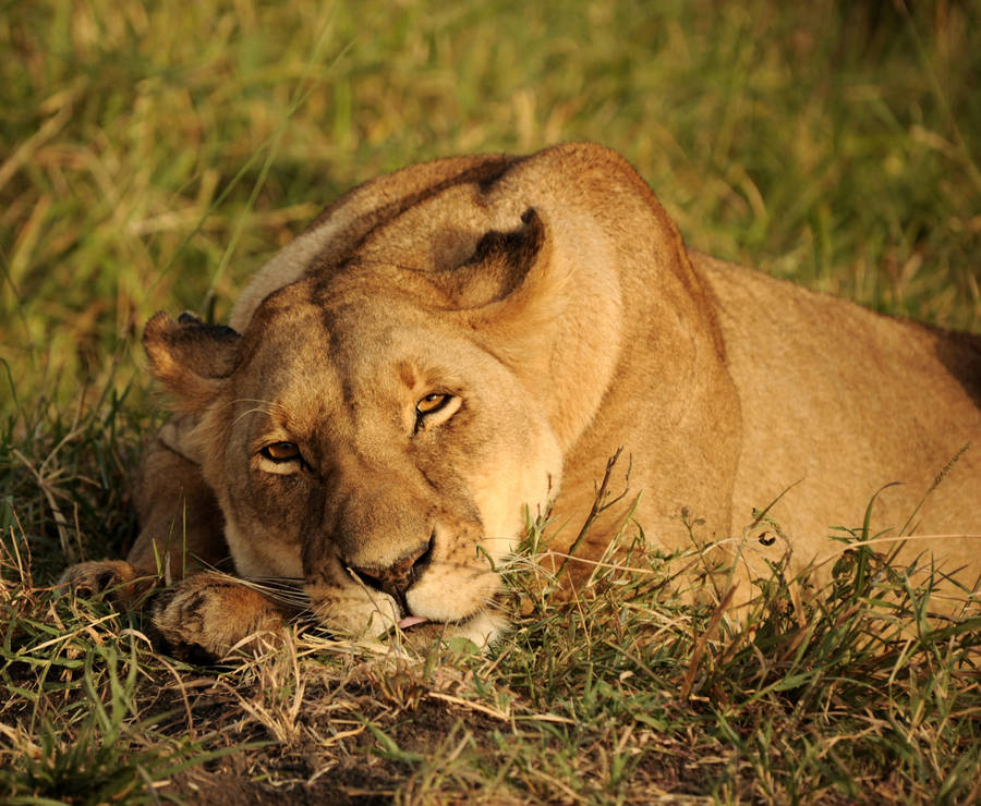 Sleepy Female Lion Desktop Wallpaper