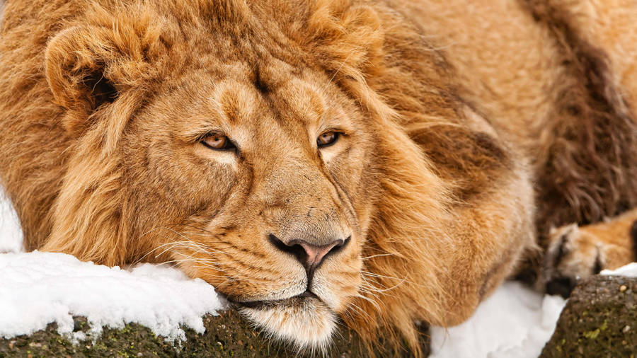 Sleepy Lion Desktop Wallpaper