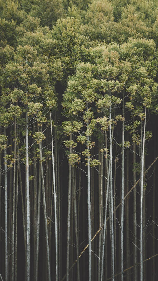 Slender Bamboo Grove Iphone Wallpaper