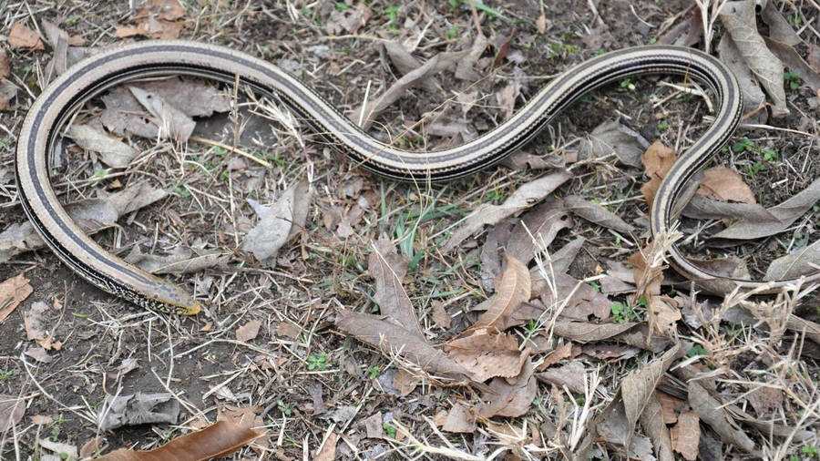 Slender Glass Lizard Camouflaged Among Leaves Wallpaper