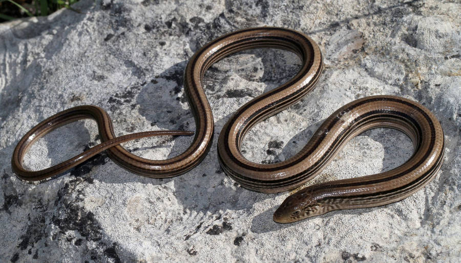 Slender Glass Lizard Curled Up On A Rock Wallpaper