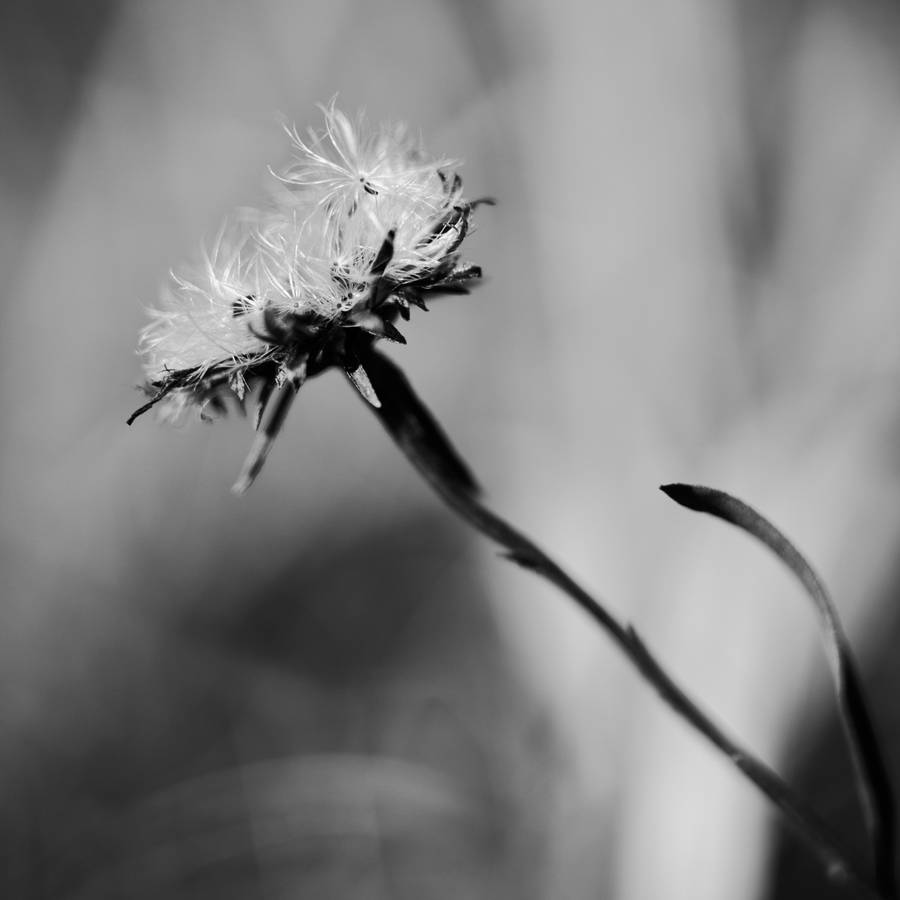 Slovakia's Dandelion Flower Wallpaper