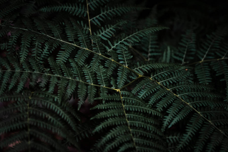 Slovenia Lady Fern Macro Wallpaper