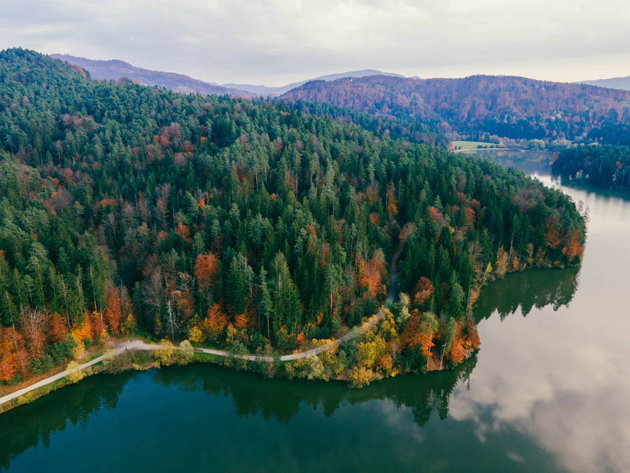 Slovenia Pine Tree Forest Wallpaper