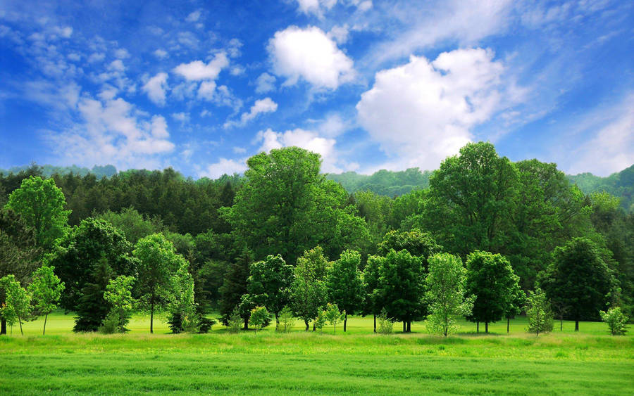 Small And Huge Green Trees Wallpaper
