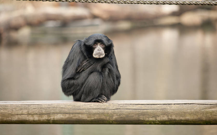 Small Black Gibbon Crouching Wallpaper
