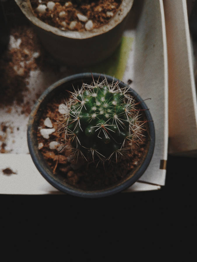 Small Cactus Aesthetic Lockscreen Wallpaper