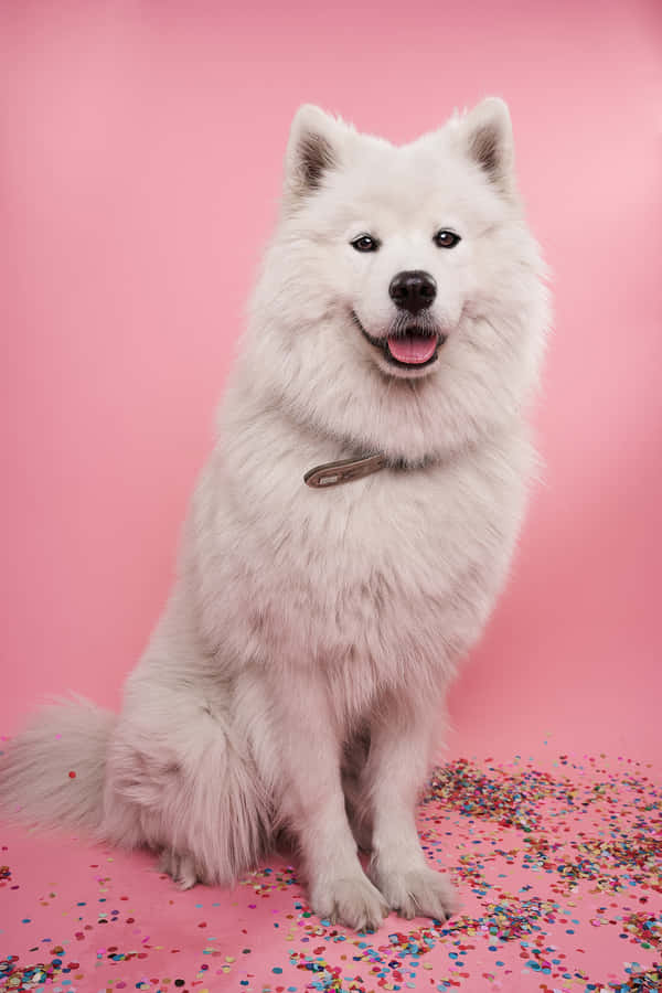 Small Dog Siberian Husky Portrait Wallpaper