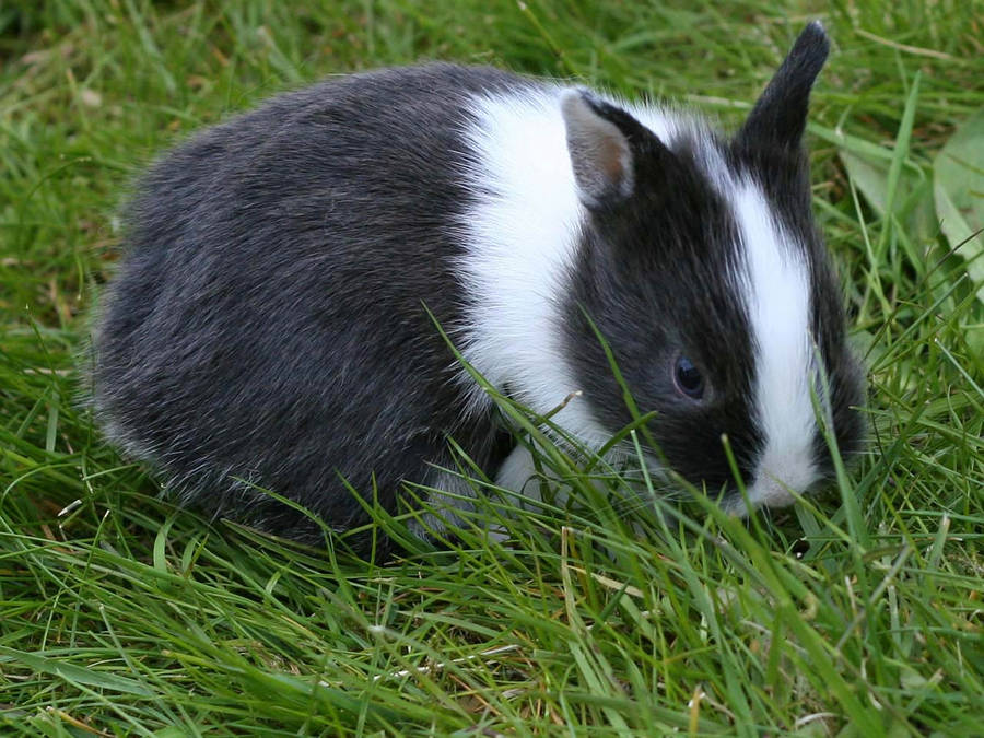 Small Dutch Rabbit Wallpaper