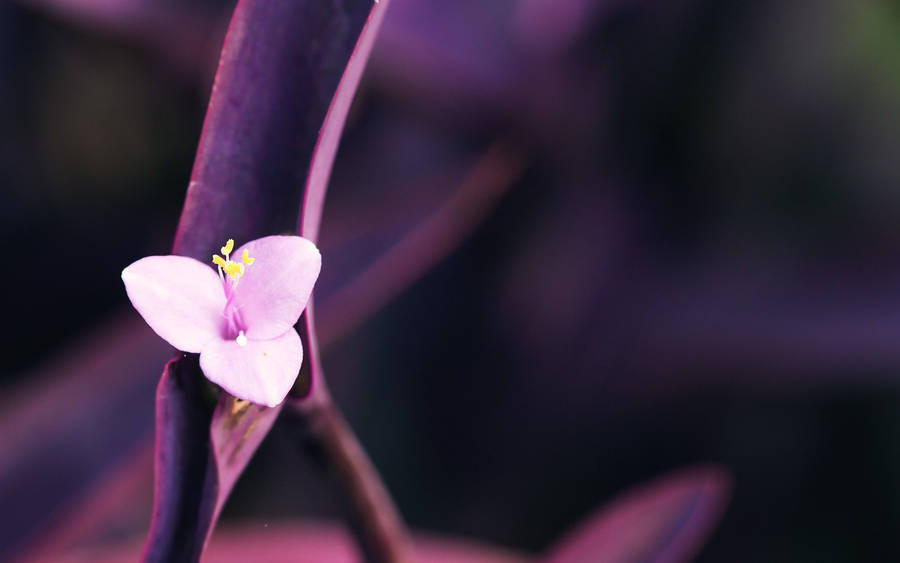 Small Purple Macro Flower Wallpaper