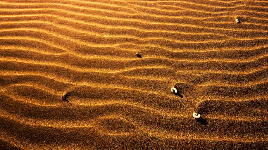 Small Seashell On Sand Wallpaper