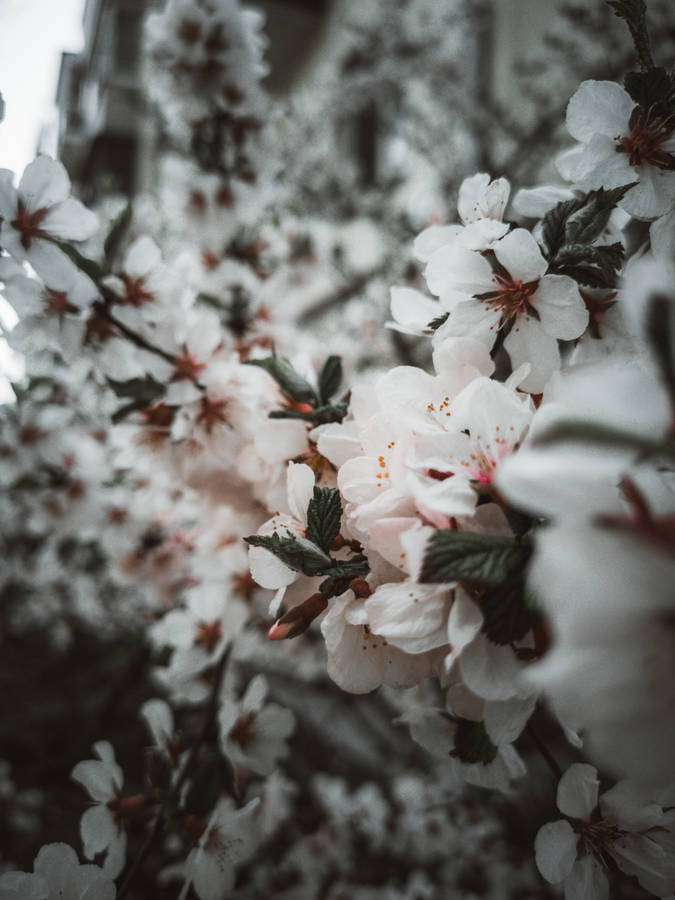 Small White Flowers Amazing Phone Wallpaper