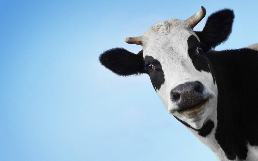 Smiling Dairy Cattle Close Up Wallpaper