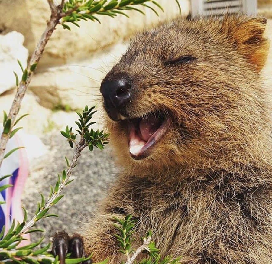 Smiling Quokka Happiness.jpg Wallpaper