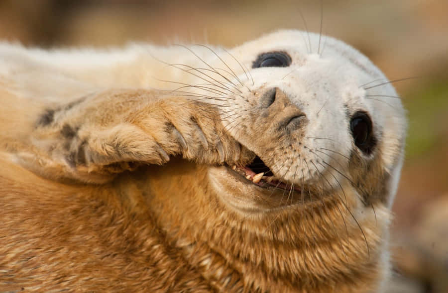 Smiling Seal Portrait Wallpaper