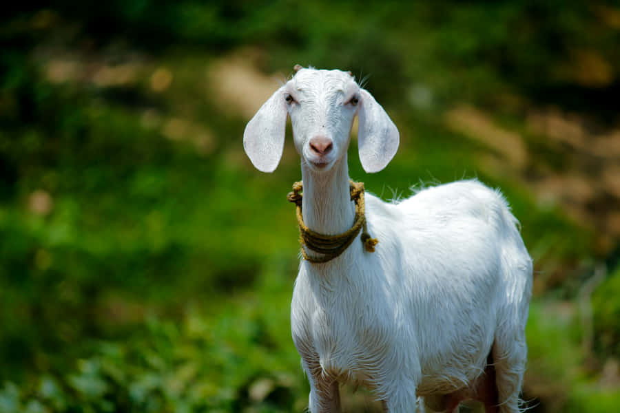 Smiling White Goat Outdoors.jpg Wallpaper