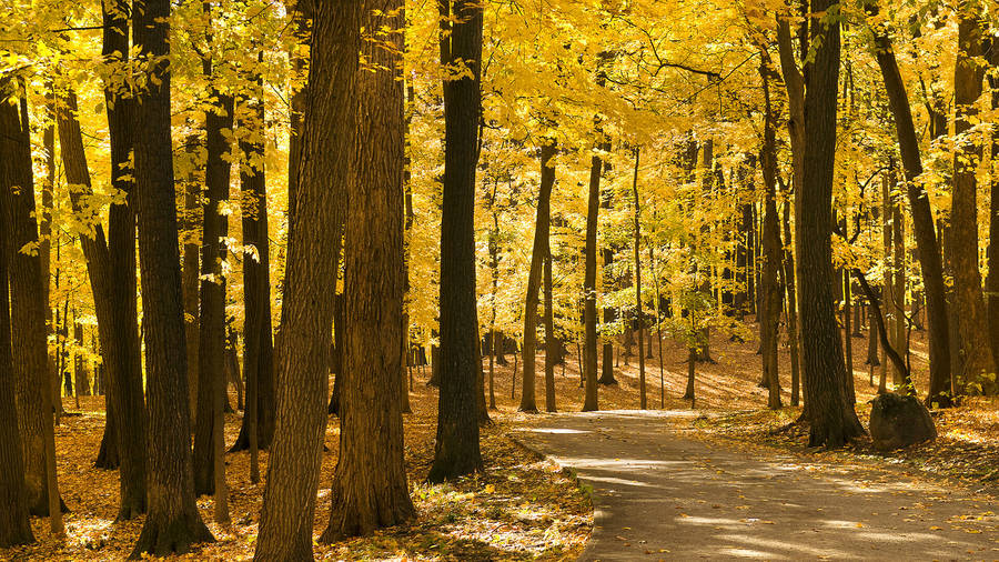 Smithsonian Forest Road Wallpaper