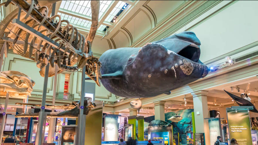 Smithsonian Whale Wallpaper