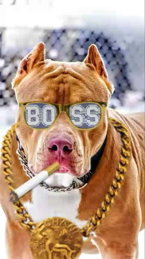 Smoking Boss Dog Pitbull Wallpaper