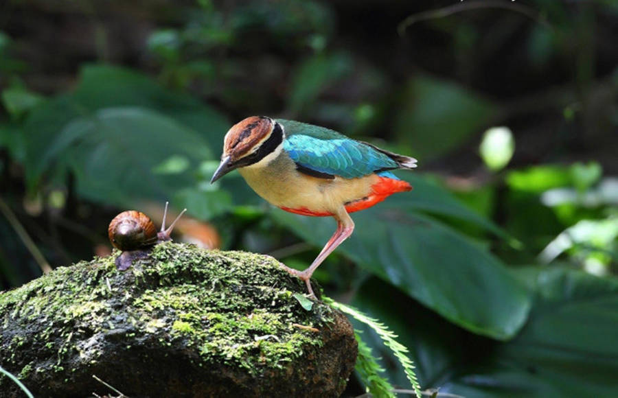 Snail And Fairy Pitta Bird Wallpaper