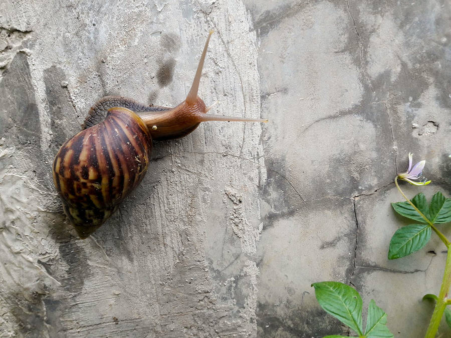 Snail Climbing A Wall Wallpaper