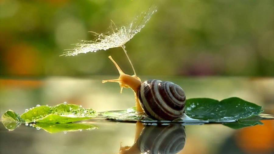 Snail Pond Flower Wallpaper