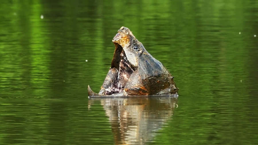 Snapping Turtle Emerging From Water.jpg Wallpaper