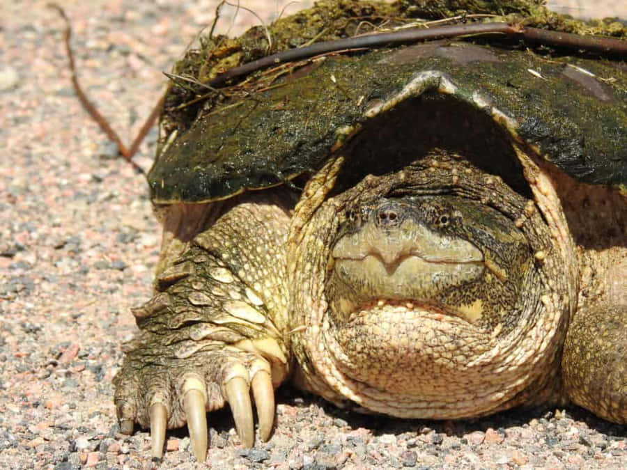 Snapping Turtle Restingon Gravel Wallpaper