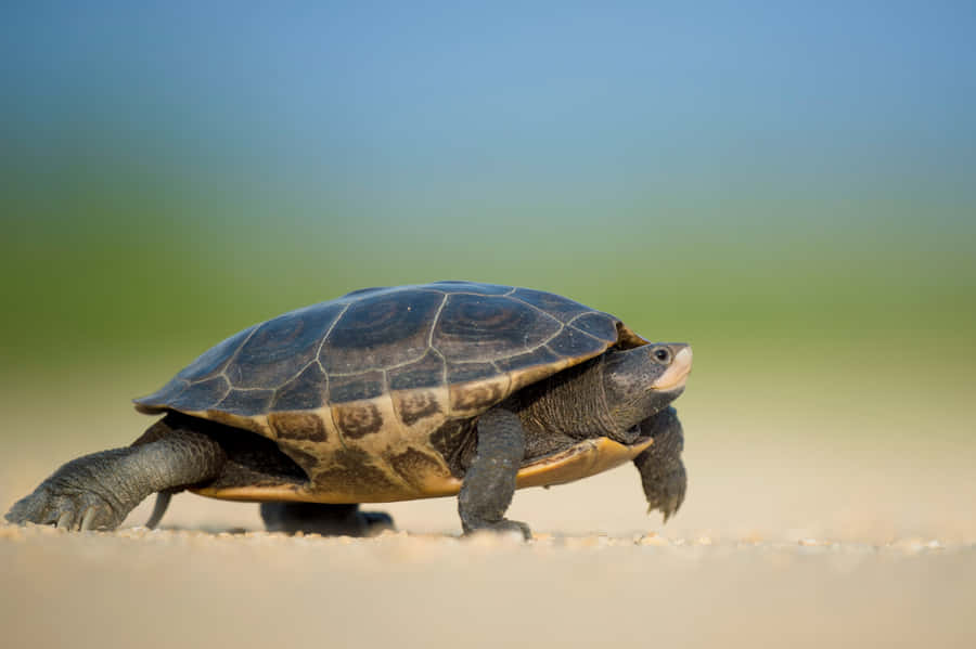 Snapping Turtle Walkingon Sand Wallpaper