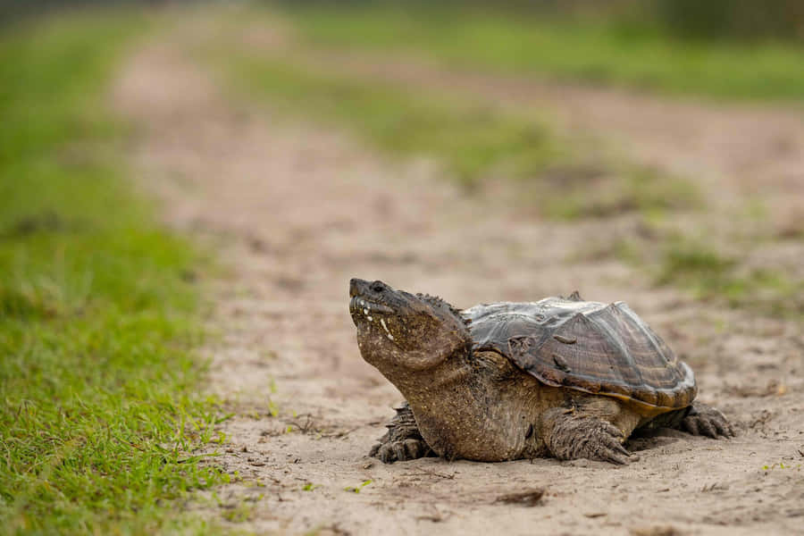 Snapping Turtleon Dirt Path.jpg Wallpaper