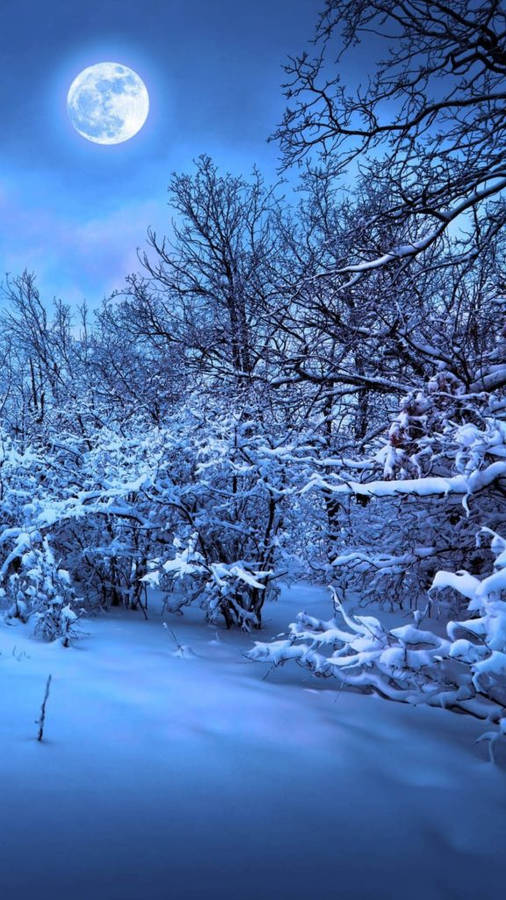 Snow-covered Forest In Moonlight Wallpaper