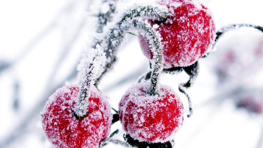 Snow Cranberry On Vines Wallpaper