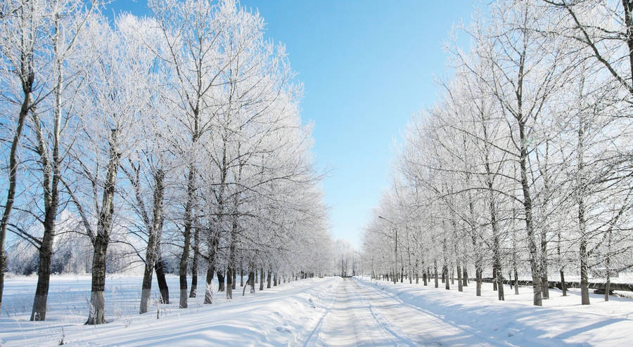 Snow Desktop Winter Under The Blue Skies Wallpaper