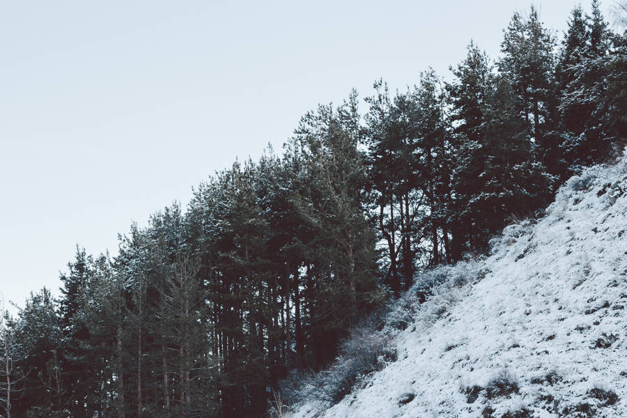 Snow Forest In Kazakhstan Wallpaper