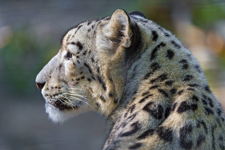 Snow Leopard Thinking About Life Wallpaper