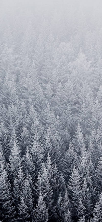 Snow Pine Trees Original Iphone 4 Wallpaper