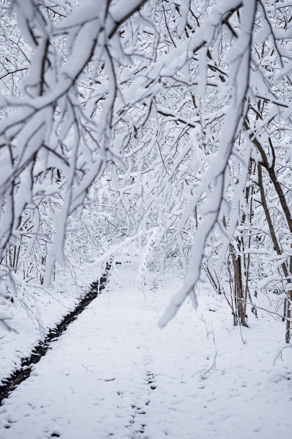 Snow, Winter, Branches, Forest Wallpaper