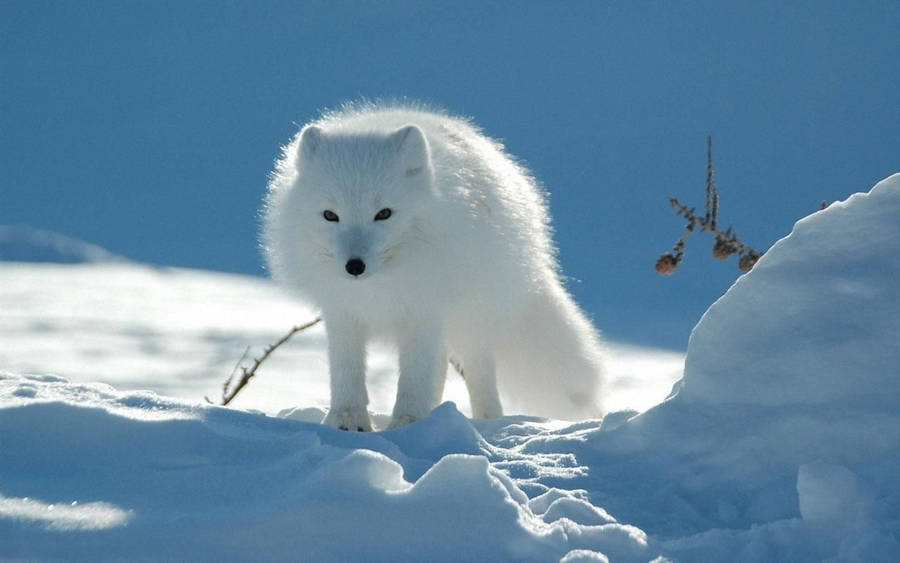 Snow Winter Fox Animal Wallpaper