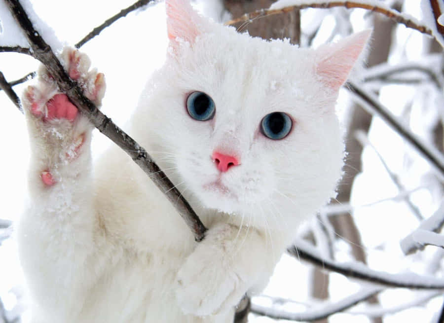 Snowy White Cat Blue Eyes Wallpaper