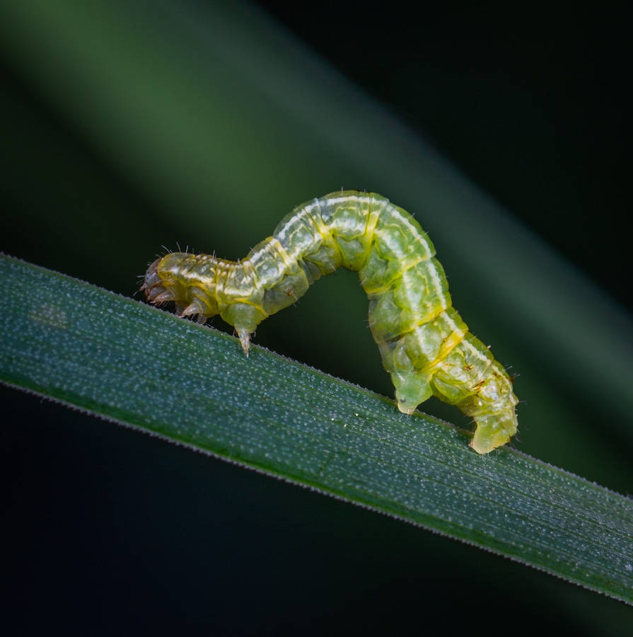 Soft-bodied Green Caterpillar Wallpaper