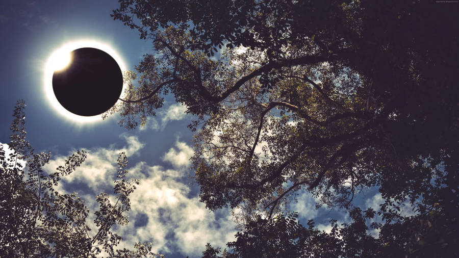 Solar Eclipse In Forest Wallpaper