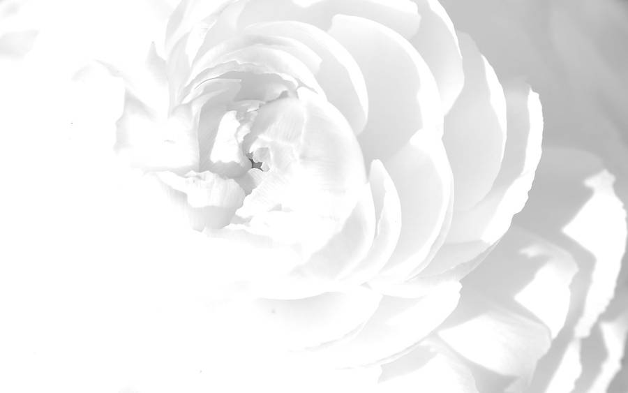 Solid White Flower Petals Wallpaper