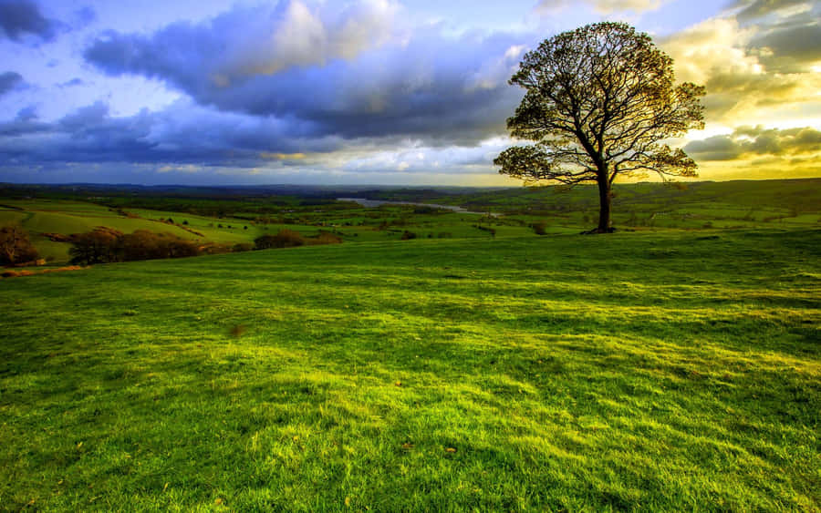 Solitary Tree Sunset Landscape.jpg Wallpaper