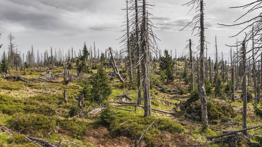 Solitude In Nature, The Silent Woods Wallpaper