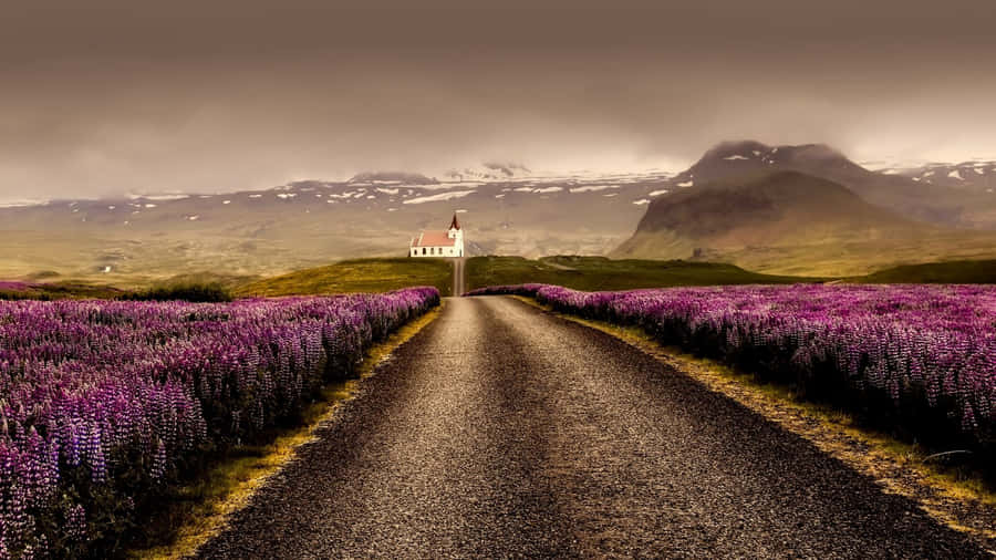 Somber Pathway On A Lavender Field Wallpaper