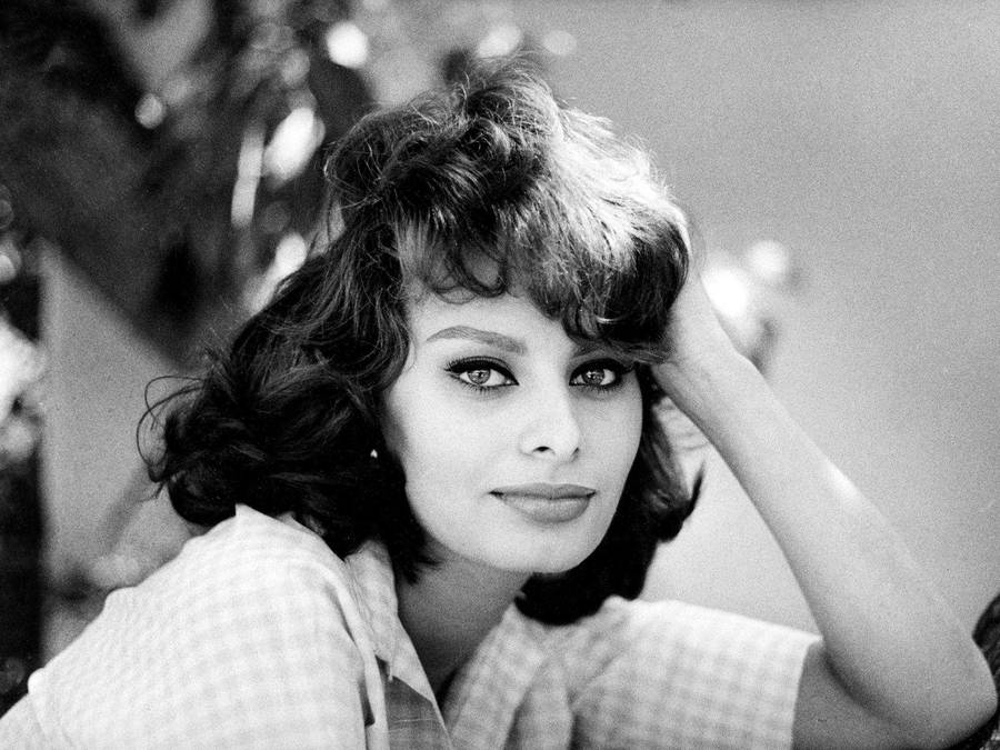 Sophia Loren Artistic Photo Wallpaper