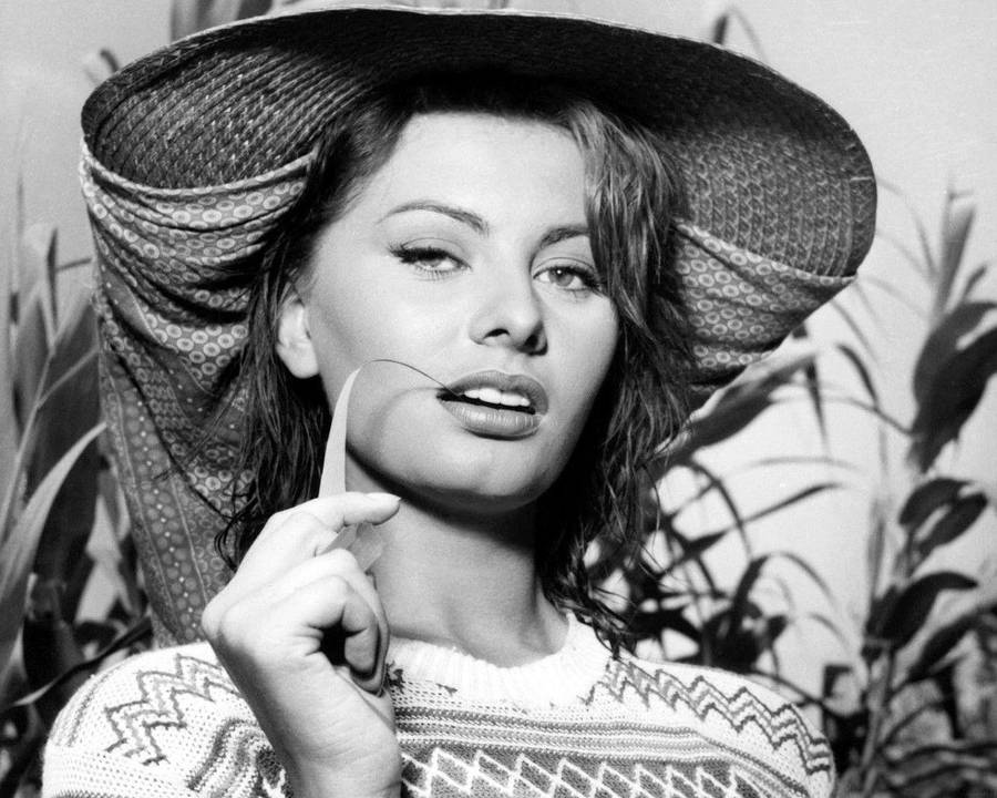 Sophia Loren As Nives Mangolini Wallpaper