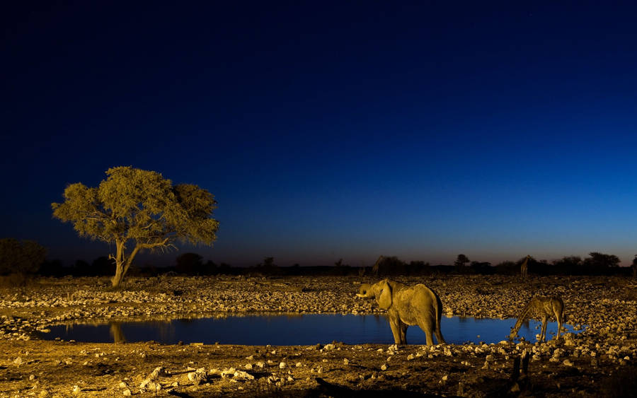 South Africa Animals At Night Wallpaper