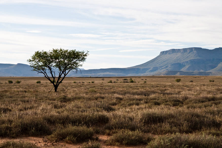 South Africa Field With Dry Grass Wallpaper